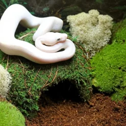 Galapagos Mossy Dome Terrarium Hideaway For Reptiles & Amphibians