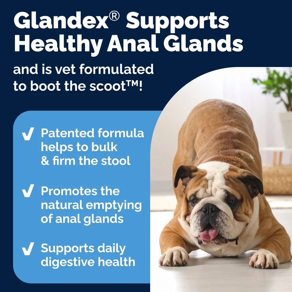 Glandex Anal Gland Support Peanut Butter Soft Chews for Dogs