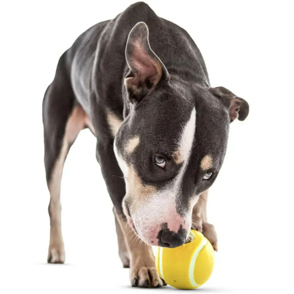 GURU Tennis Treat Holder Ball Dog Toy, Medium