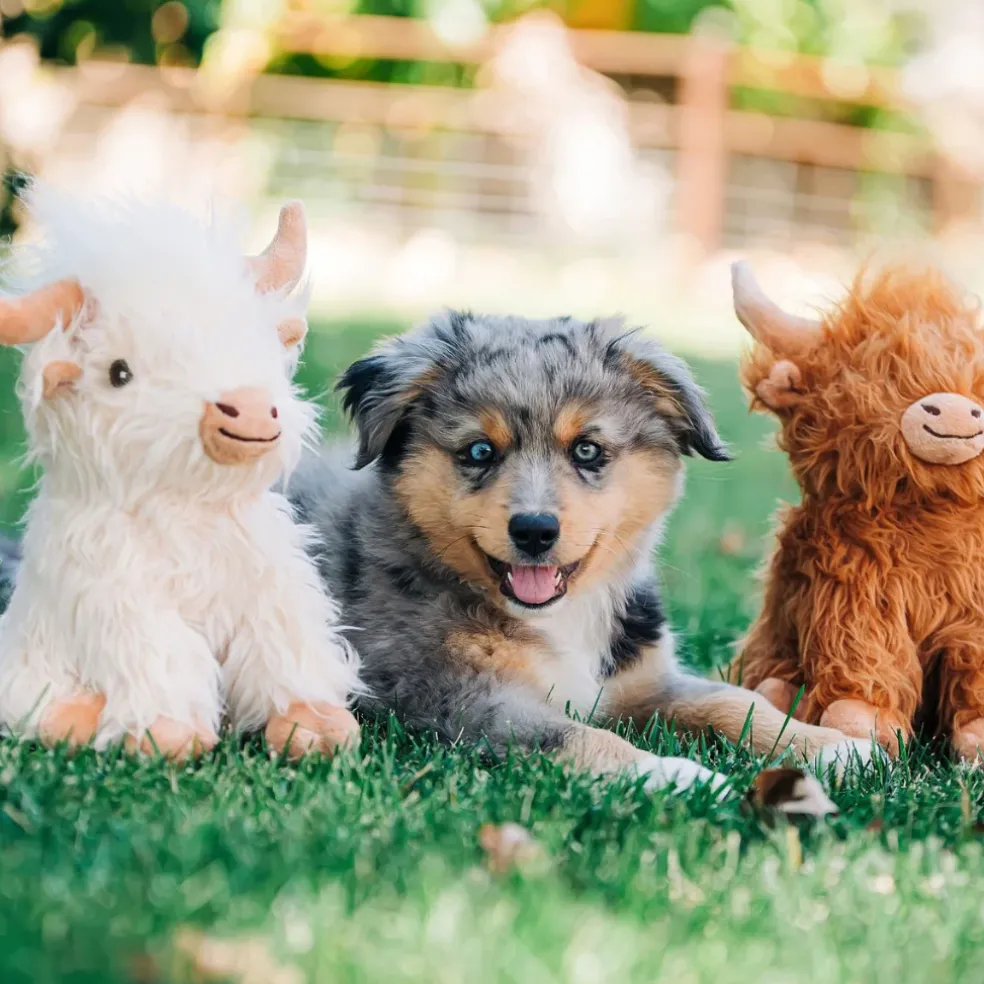 Highland Cow Toy for Dogs, Assorted Colors