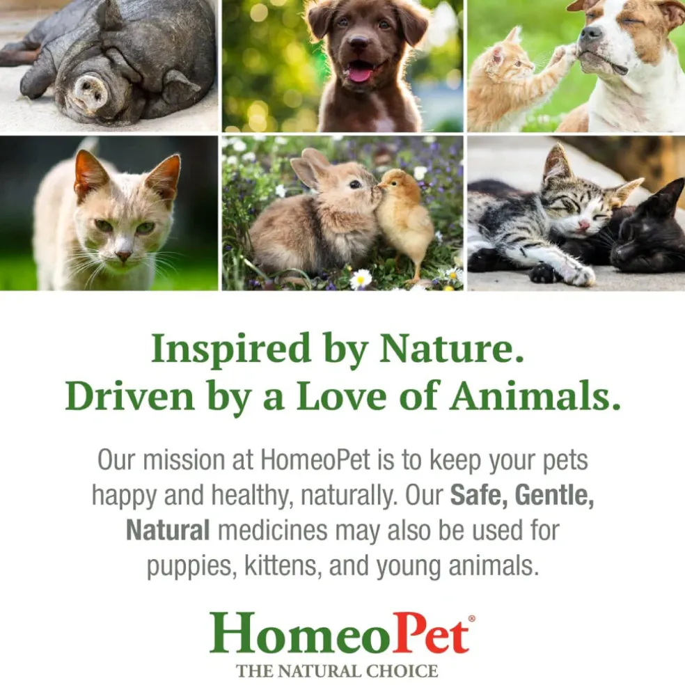 HomeoPet Feline Skin & Itch Care For Cats (15 ml)