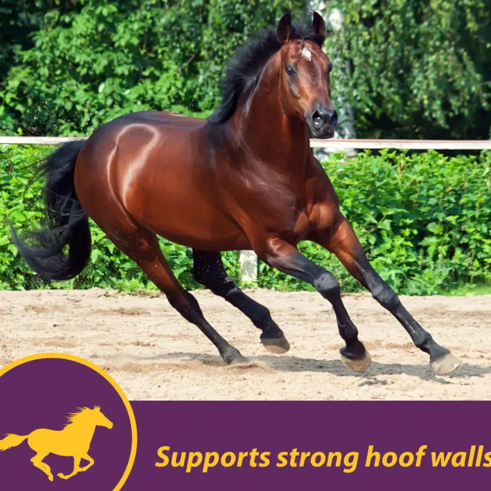 Horse Health Products Vita-Biotin Cumbles Hoof Supplement for Horses (3 lb)