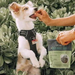 Jiminy's Cricket Sweet Potato & Peas Chewy Training Treats For Dogs (6 oz)