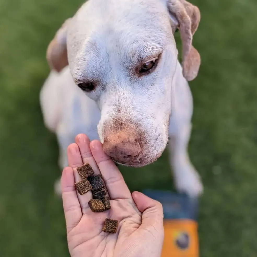 Jiminy's Pumpkin Carrot & Cricket Chewy Training Treats For Dogs (6 oz)