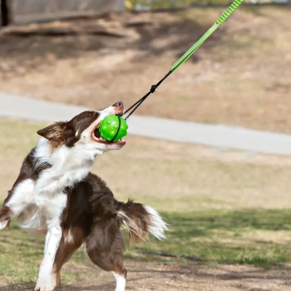 Jolly Pet Tree Tugger Toy For Dogs