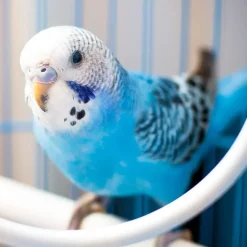 JW Pet ActiviToys Double Axis Bird Toy, Assorted Colors