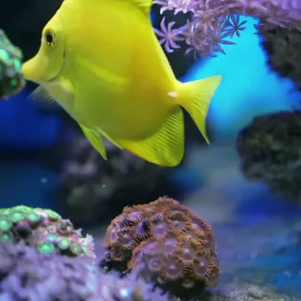 JW Pet Fusion Smart Temp Weighted Aquarium Thermometer