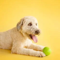 JW Pet iSqueak Ball Toy For Dogs- Assorted colors