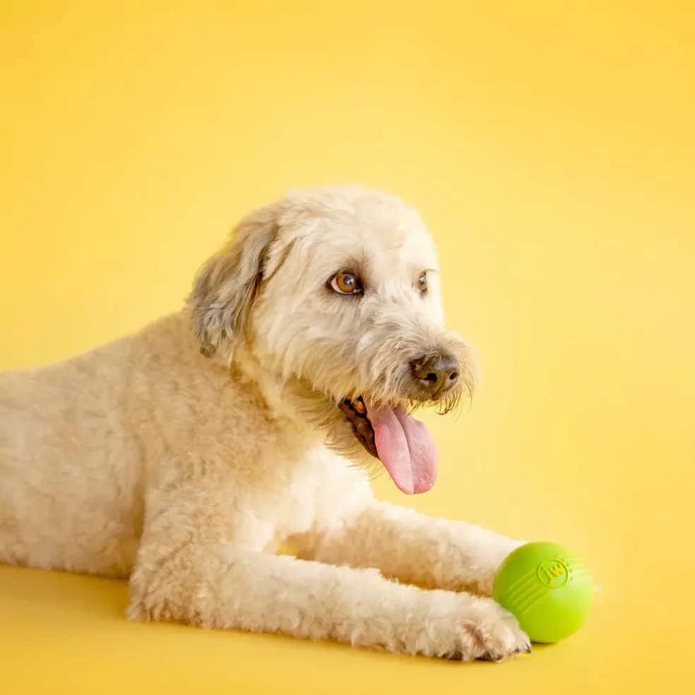 JW Pet iSqueak Ball Toy For Dogs- Assorted colors