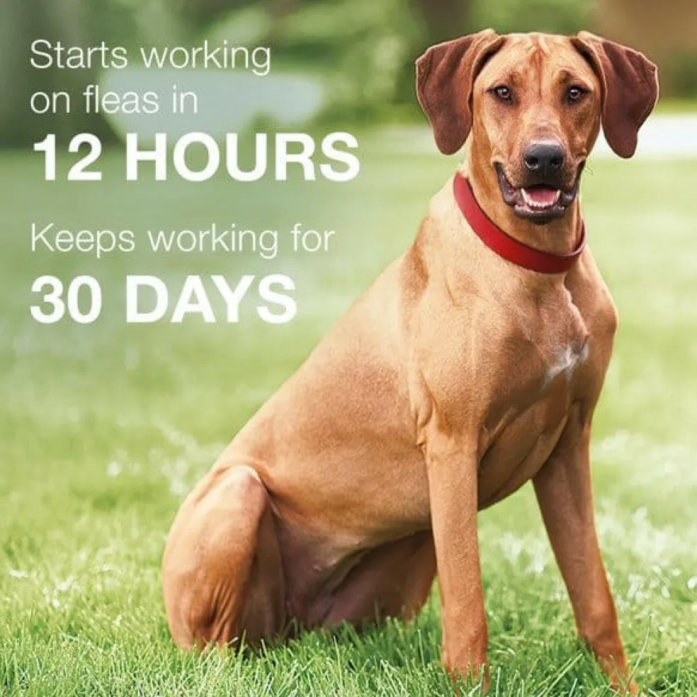K9 Advantix II for Large Dogs (21-55 lbs) Red Box