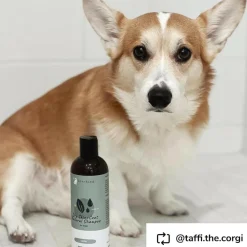kin+kind Dry Skin & Coat Argan Oil Natural Shampoo for Dogs (12 oz)