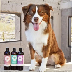 kin+kind Organics Sweet Blossom Oatmeal Shampoo for Dogs (12 oz)