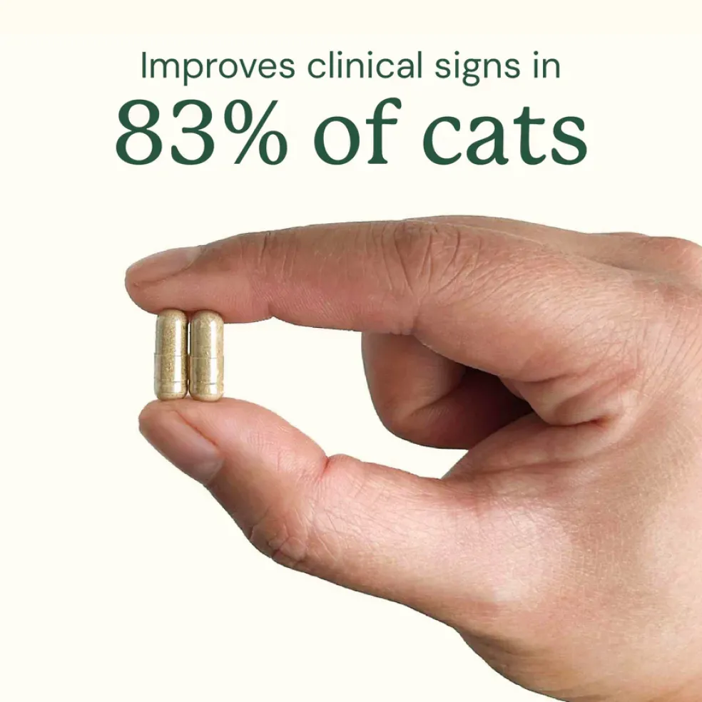 Kitty Biome Gut Restore Supplement FMT Capsules for Cats
