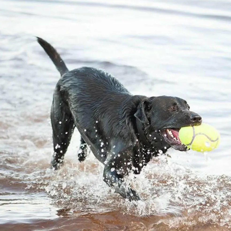 Kong AirDog Squeaker Football Dog Toy