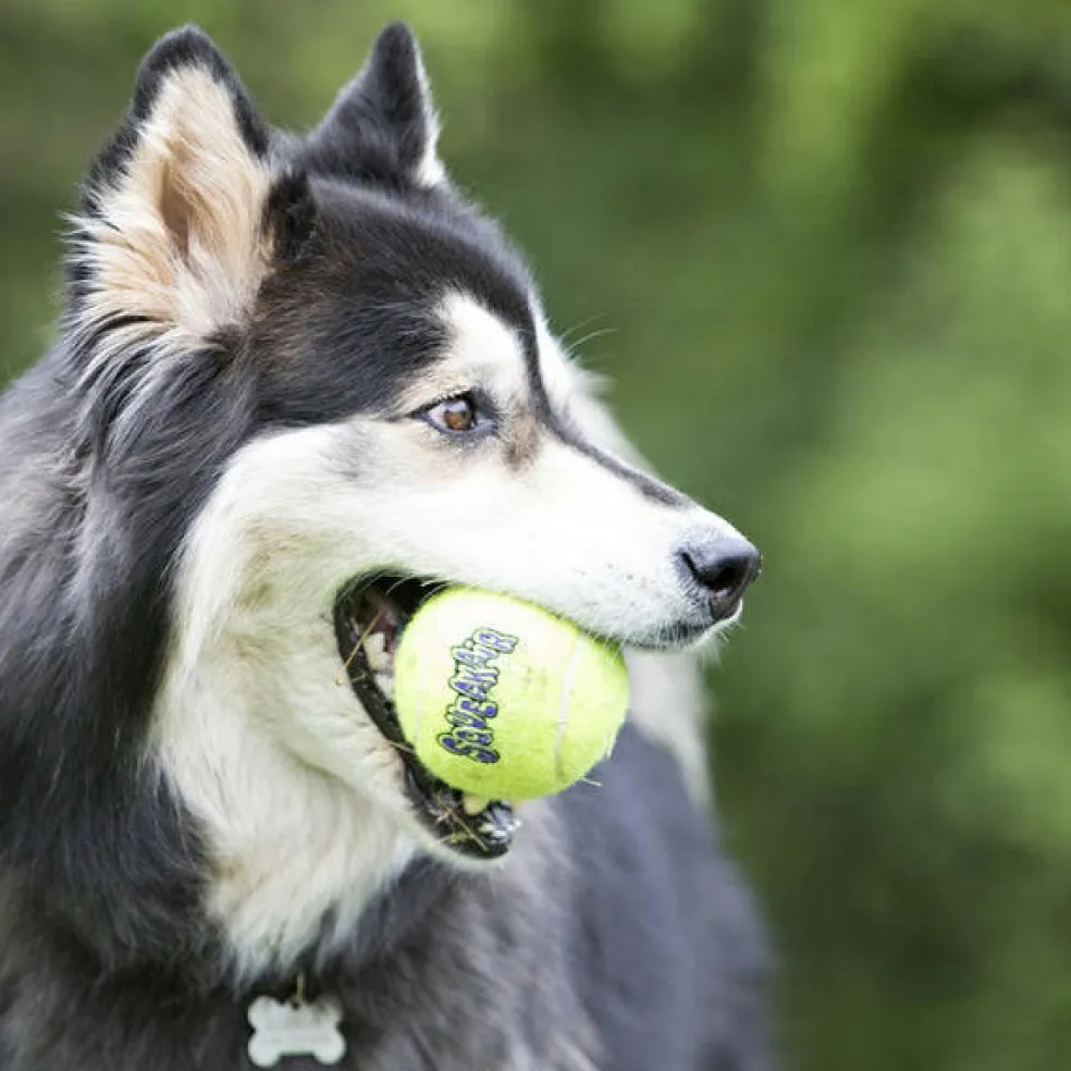 KONG Air Squeaker Tennis Balls for Dogs
