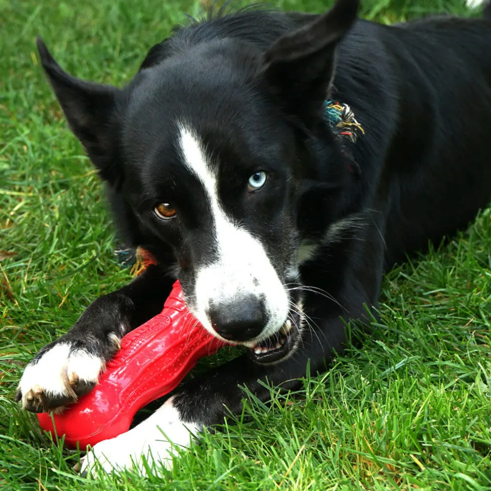 Kong Beezles Bone Toy For Dogs, Large (assorted colors)