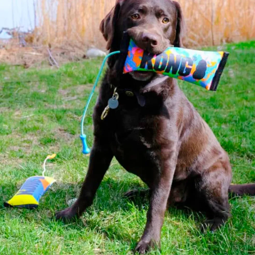 Kong Bunji High-Viz Bumper Toy For Dogs (assorted colors)