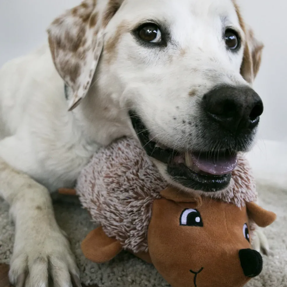 Kong Comfort HedgeHug Toy For Dogs (color varies)