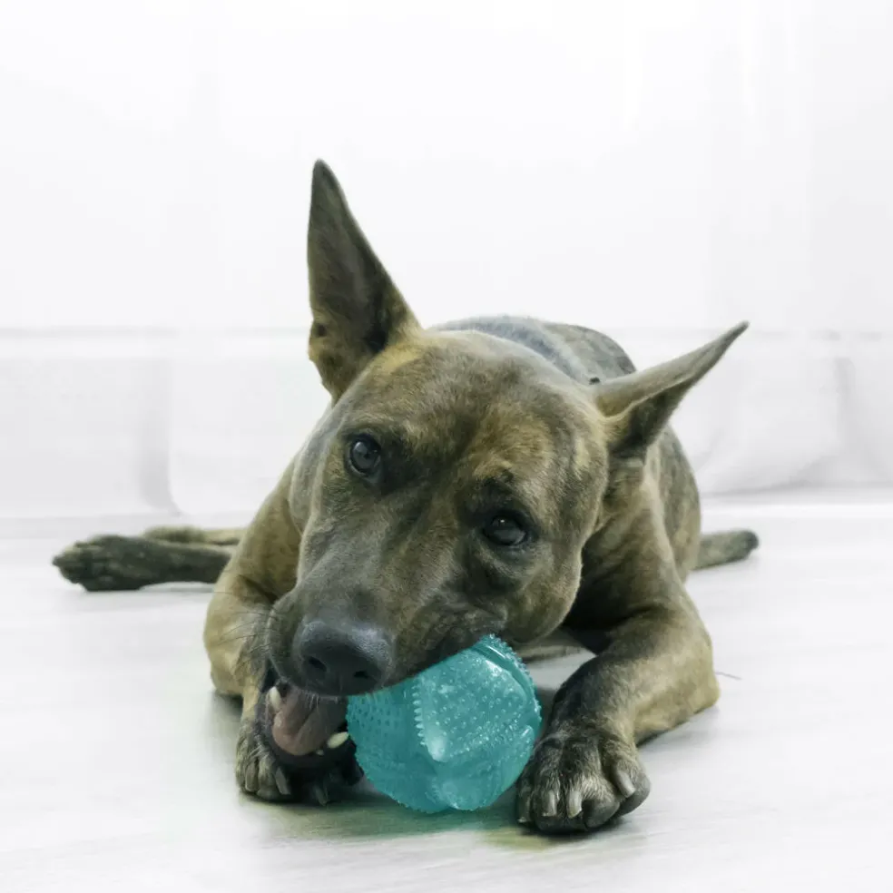 Kong Dental Squeezz Ball Chew Toy For Dogs (Medium)