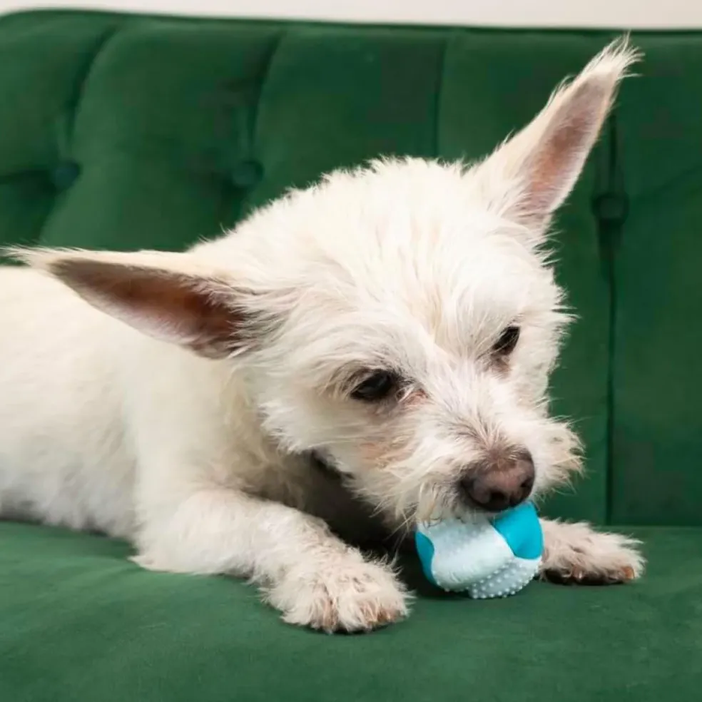 KONG Duets Dental Ball Toy for Small Dogs