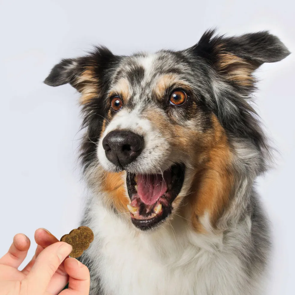Kong Mobility Chews for Dogs