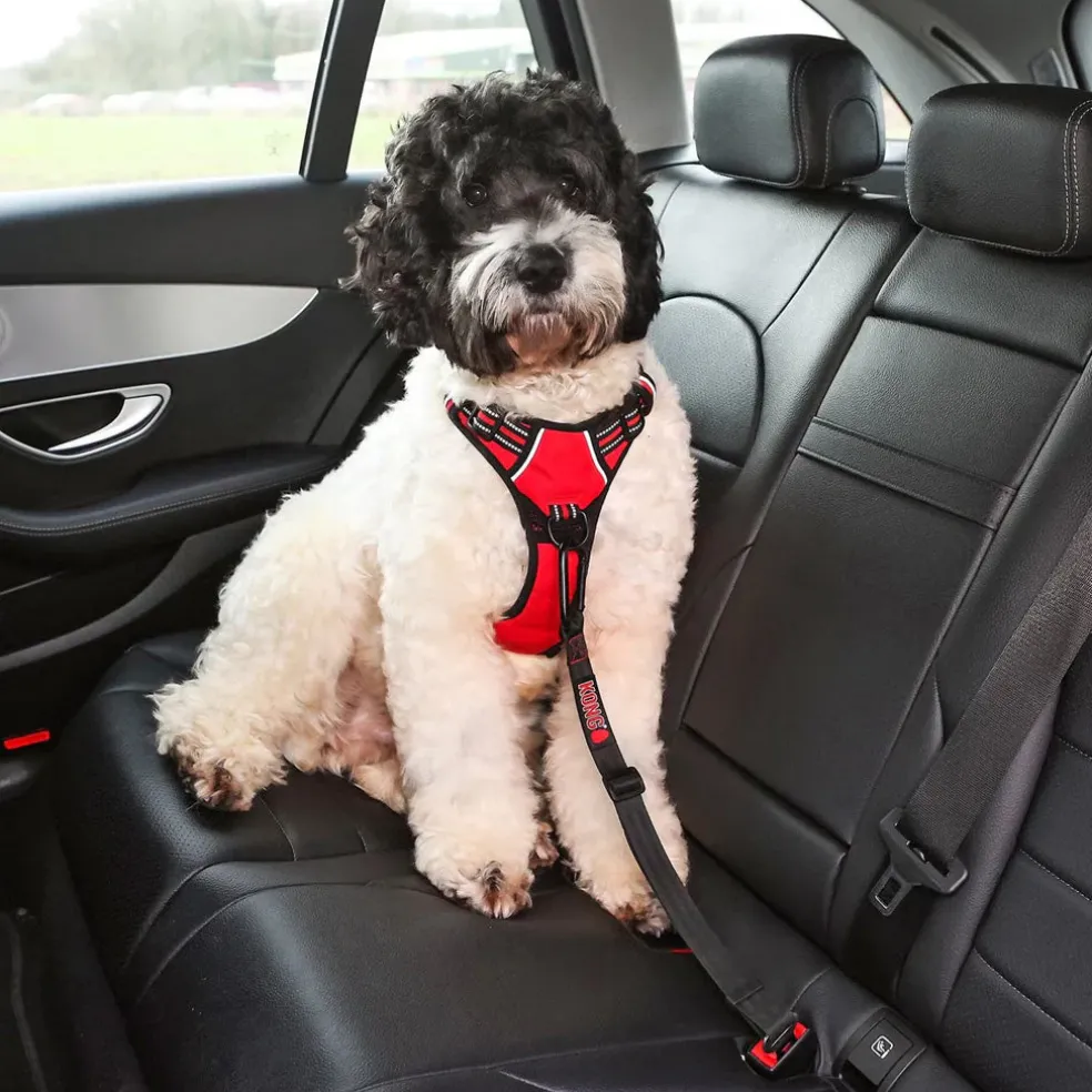 KONG Seat Belt Dog Tether