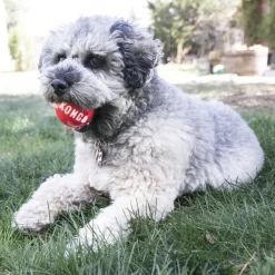 Kong Signature Ball Toy For Dogs - (assorted colors)