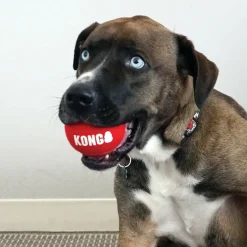 Kong Signature Sport Balls Toy For Dogs- Medium (3 pack)