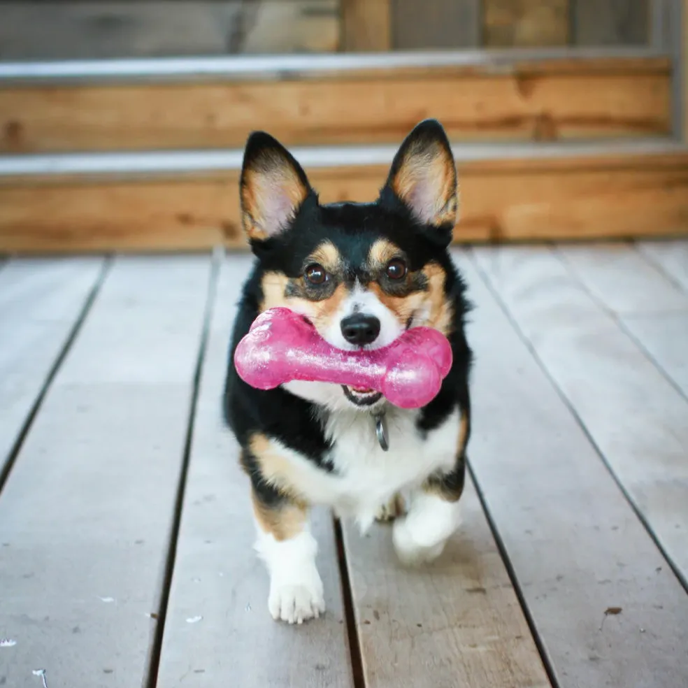 Kong Squeezz Crackle Stick Toy For Dogs (color varies)
