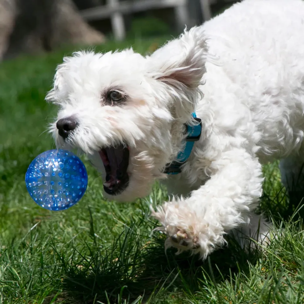 KONG Squeezz Geodz Balls Dog Toy, 2 pack, Assorted Colors