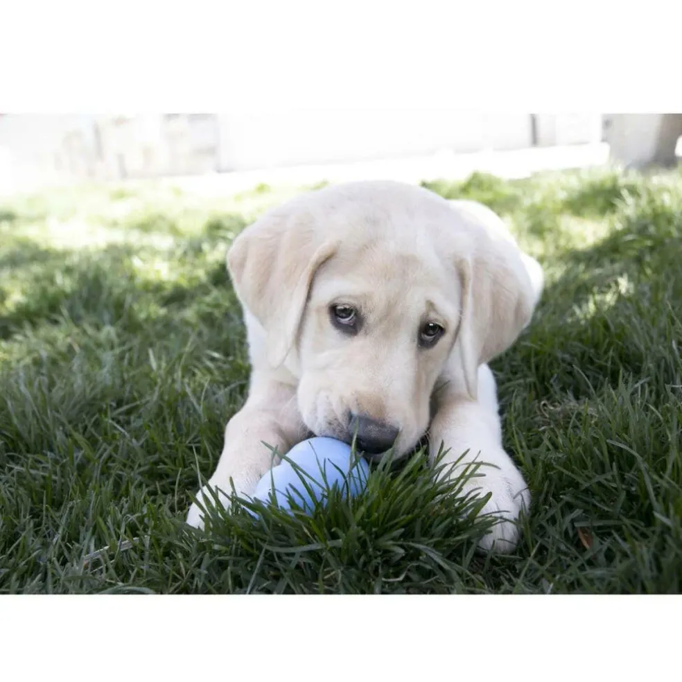 Kong Stuff'N Snacks Puppy Recipe Treats For Puppies