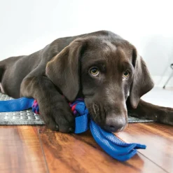 Kong Tugga Wubba Toy For Dogs - (color varies)