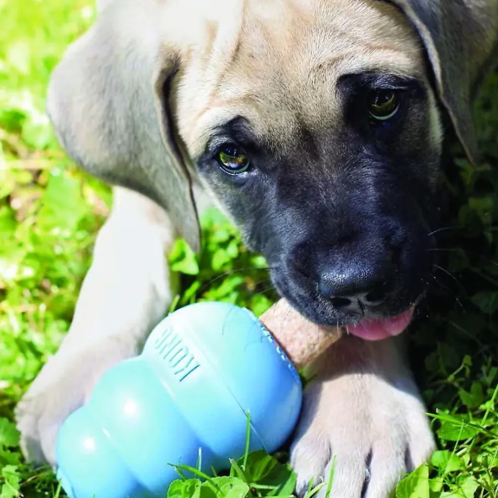 KONG Ziggies Enhanced Plant-Based Treats For Puppies