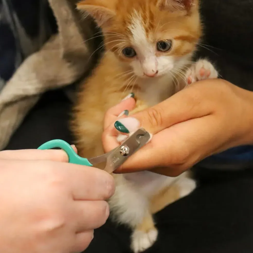 Li'l Pals Nail Trimmer For Kittens