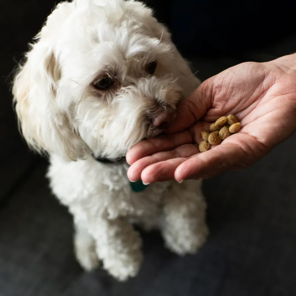 Loving Pets Houndations Lamb Flavor Dog Training Treats (4oz)
