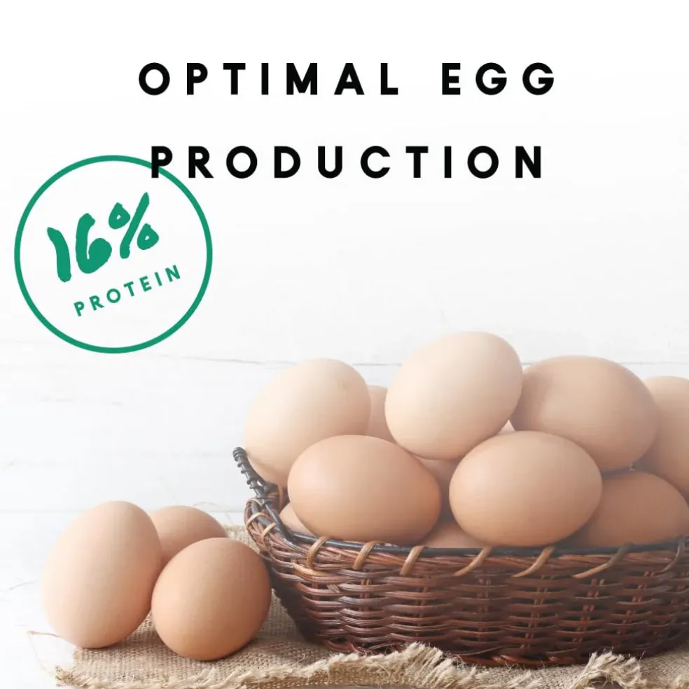 Manna Pro 16% Layer Pellets with Probiotics for Laying Hens (8 lb)