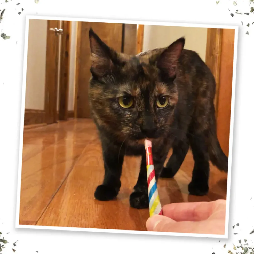 Meowijuana Birthjays Party-Size Catnip Joints with Organic Catnip