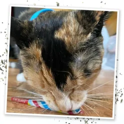 Meowijuana Birthjays Party-Size Catnip Joints with Organic Catnip