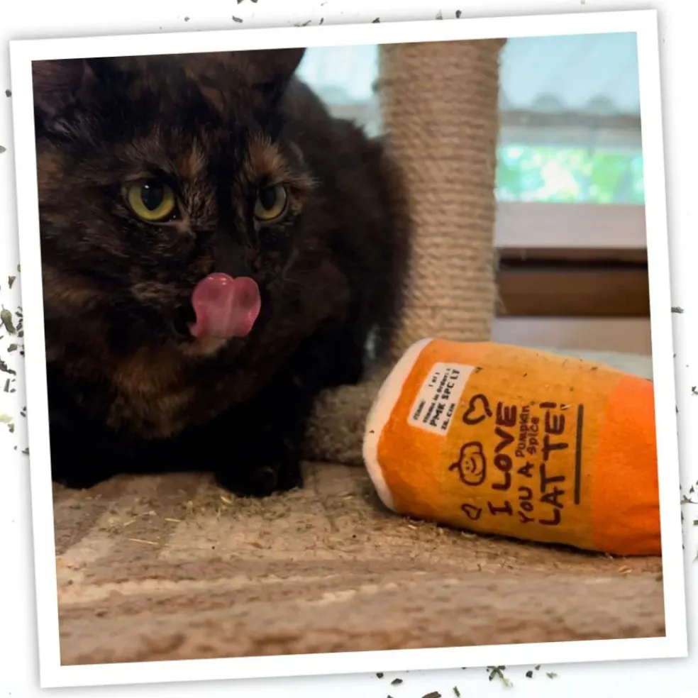 Meowijuana "Get Spooked" - Spiced Latte Fillable Catnip Toy