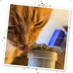 Meowijuana Kalico Kush Catnip & Valerian Root Blend Catnip (0.917 oz)