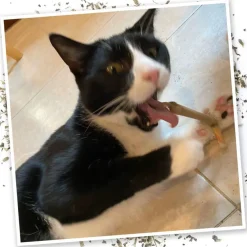 Meowijuana King Meowy J's Catnip Joints
