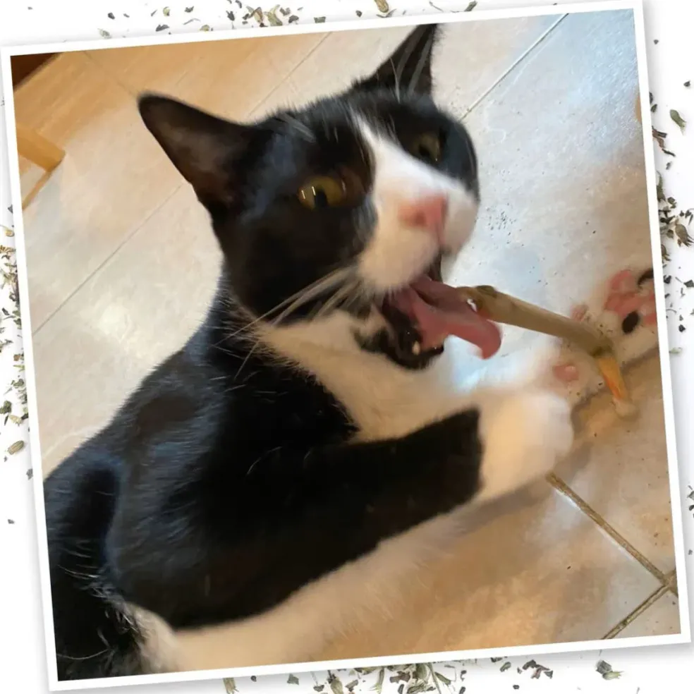 Meowijuana King Meowy J's Catnip Joints