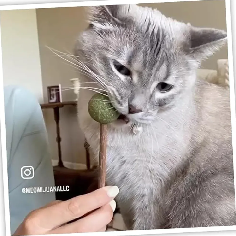 Meowijuana Lollies Silvervine Sticks with Catnip for Cats (3 ct)