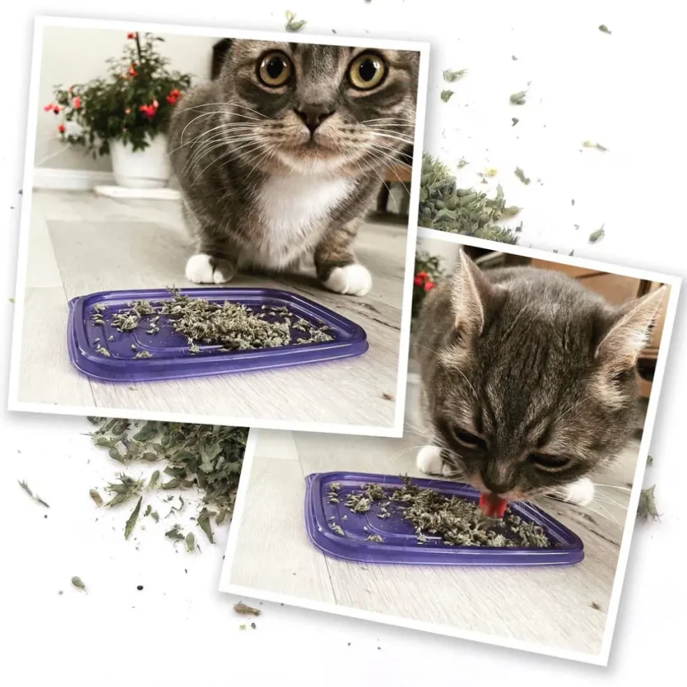 Meowijuana Meowi-Waui Ground Catnip & Catnip Buds (0.917 oz)