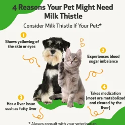 Milk Thistle Supplement for Healthy Liver Function in Dogs