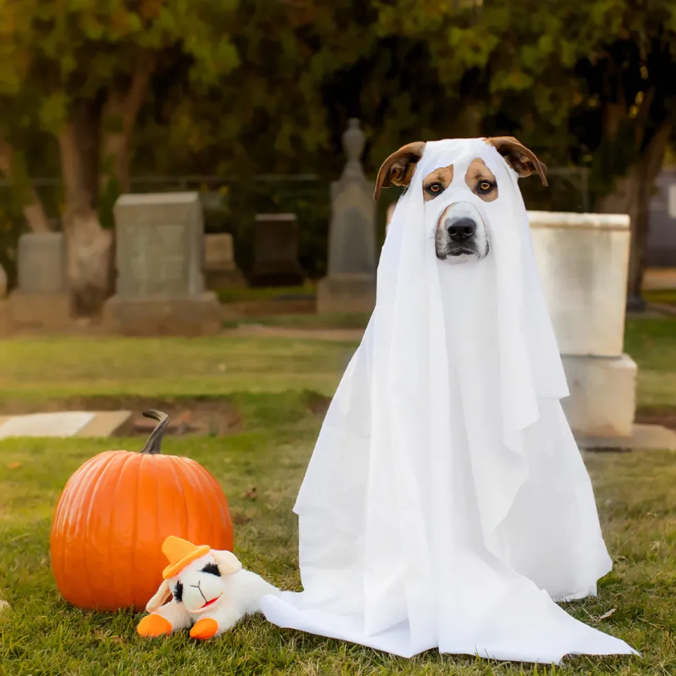 Multipet Halloween Lamb Chop Witch Hat Orange Dog Toy