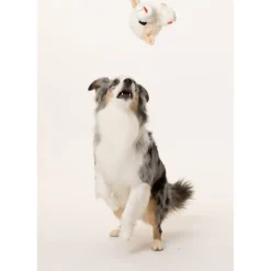 Multipet Lamb Chop Knobby Noggins Plush Squeaky Dog Toy Assorted 5