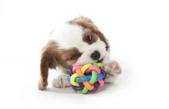 MultiPet Nobbly Wobbly 4-inch Dog Toy