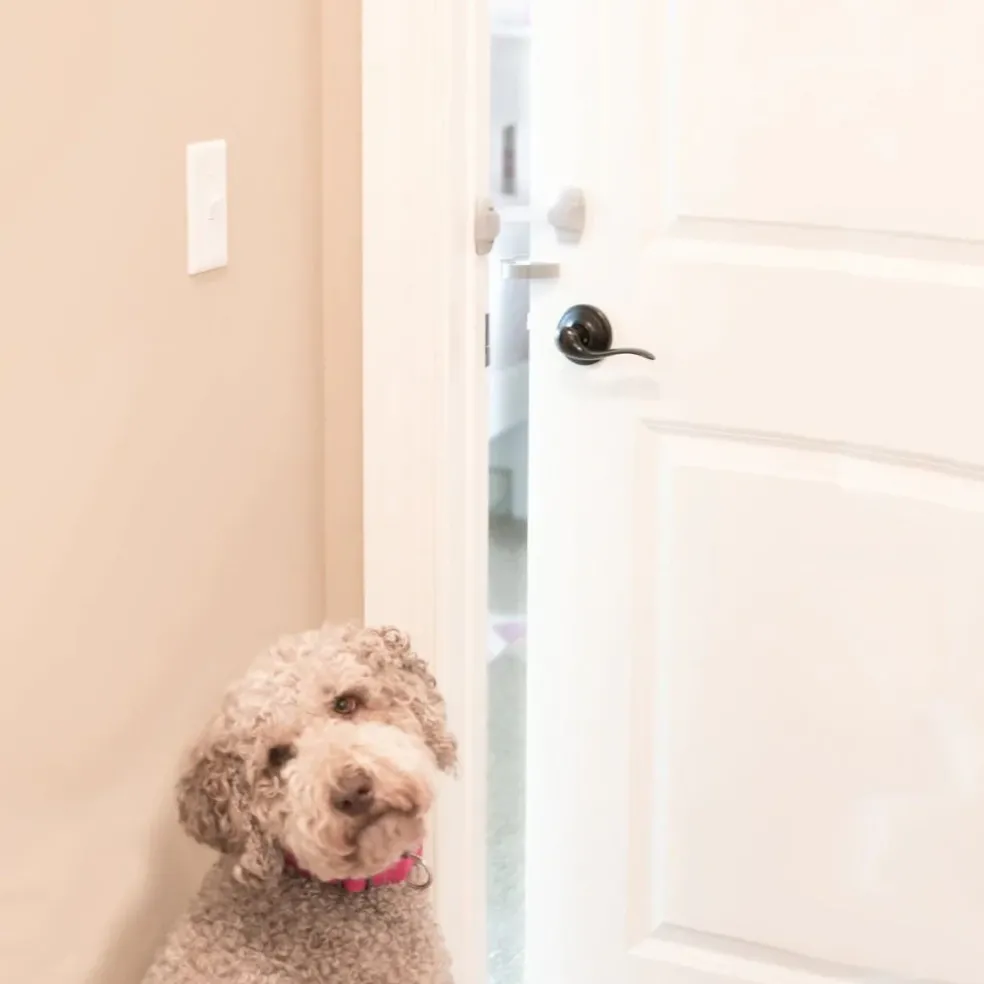Mypet Safety Door Paw-tector For Dogs & Cats (1 pk)