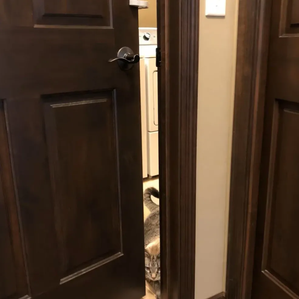 Mypet Safety Door Paw-tector For Dogs & Cats (1 pk)